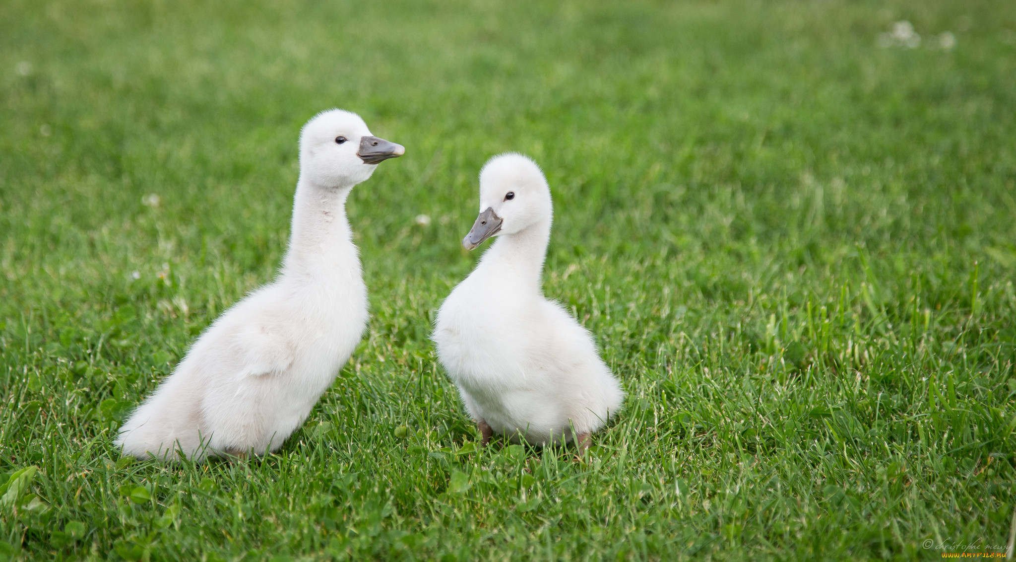 , , swans, small, grass, , 